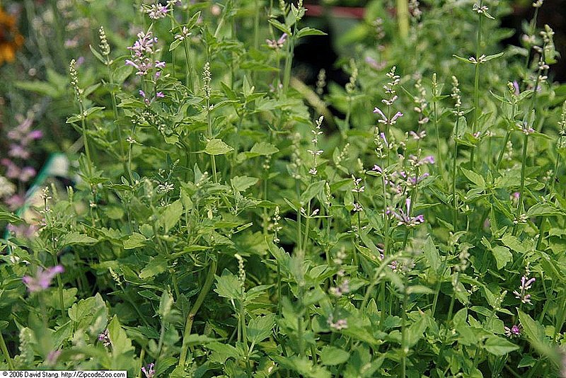 File:Agastache austromontana Pink Pop 2zz.jpg