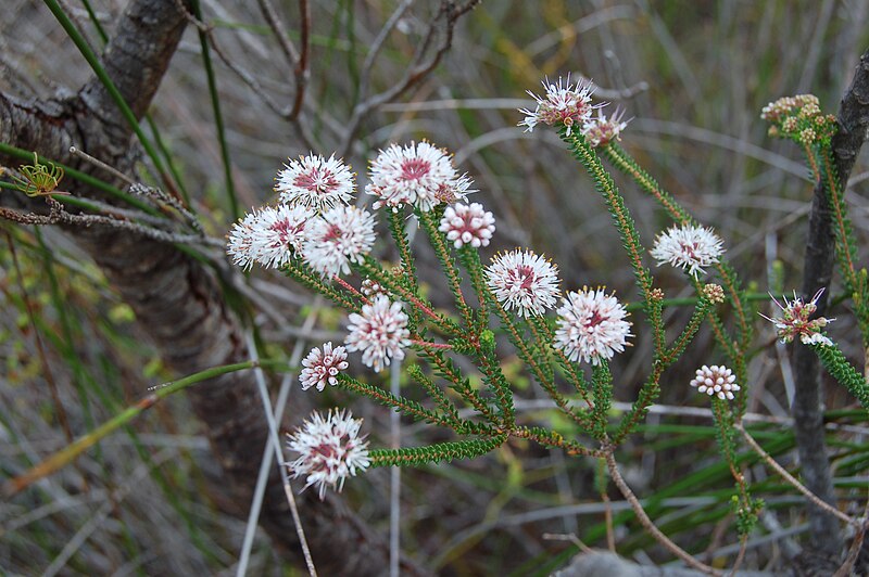 File:Agathosma sp. in Western Cape fynbos-South Africa.jpg