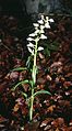 Schwertblättriges Waldvögelein (Cephalanthera longifolia)