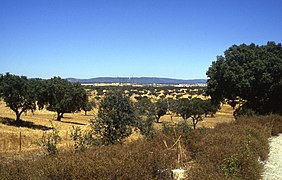 Northwestern or central inland plain