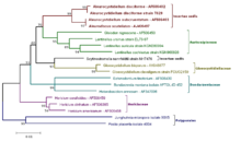 Minimum Evolution Tree of Genus Aleurocystidiellum (ribosomal RNA gene, 5.8S (partial), ITS-2 28S (partial)) The evolutionary history was inferred using the Minimum Evolution method. The optimal tree with the sum of branch length = 0.32675511 is shown. The confidence probability (multiplied by 100) that the interior branch length is greater than 0, as estimated using the bootstrap test (1000 replicates is shown next to the branches. The tree is drawn to scale, with branch lengths in the same units as those of the evolutionary distances used to infer the phylogenetic tree. The evolutionary distances were computed using the Maximum Composite Likelihood method and are in the units of the number of base substitutions per site. The ME tree was searched using the Close-Neighbor-Interchange (CNI) algorithm at a search level of 2. The Neighbor-joining algorithm was used to generate the initial tree. The analysis involved 19 nucleotide sequences. All positions with less than 95% site coverage were eliminated. That is, fewer than 5% alignment gaps, missing data, and ambiguous bases were allowed at any position. There were a total of 843 positions in the final dataset. Evolutionary analyses were conducted in MEGA5. Phylogenetic and molecular evolutionary analyses were conducted using MEGA version 5 (Tamura, Peterson, Peterson, Stecher, Nei, and Kumar 2011). All sequences were obtained from the Genbank and were aligned by the Muscle algorithm with standard settings. Aleurocystidiellum-Minimum Evolution.png