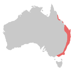 Alisterus scapularis range.png