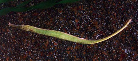 Tập_tin:Alligator_Pipefish_2.jpg