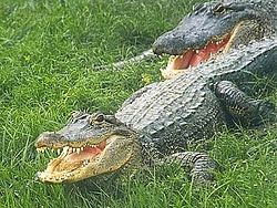 Alligatoren (Alligator mississippiensis) in Florida.jpg