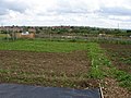 Allotments off Occupation Lane - geograph.org.uk - 438406.jpg