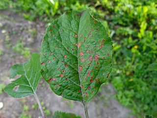 <i>Alternaria mali</i> Species of fungus