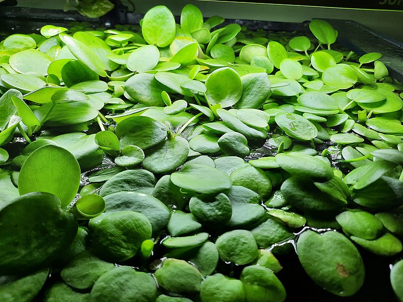 File:Amazon Frogbit.jpg