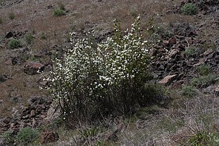 Umtanum Creek Recreation Area