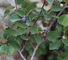 Utah serviceberry branch with ripe berry