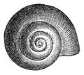 Amnicola dalli shell 2.jpg