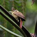 Anabazenops fuscus - White-collared Foliage-gleaner.jpg