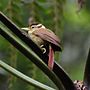 Miniatura para Anabazenops fuscus