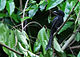 Andaman Drongo (Dicrurus andamanensis) in tree.jpg