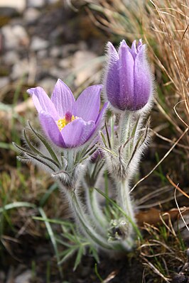 Common pasque flower