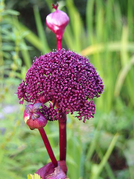 File:Angelica gigas Dzięgiel 2020-08-07 03.jpg