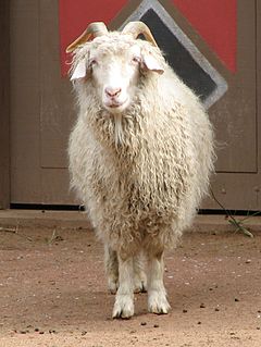 Angora goat Turkish breed of goat