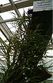 Angraecum subulatum