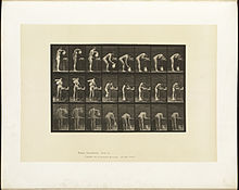 Locomoția animalelor. Placa 413 (Boston Public Library) .jpg