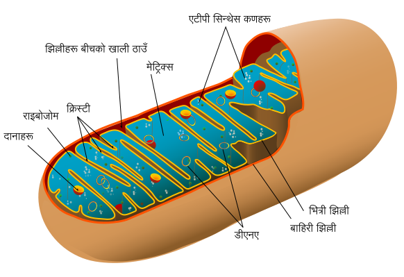 File:Animal mitochondrion diagram-ne.svg