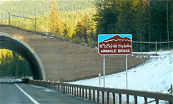 "Animals' Bridge," on the Flathead Indian Reservation in Montana, used by grizzly and black bears, deer, elk, mountain lions, and others Animals bridge flathead reservation.JPG
