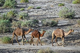 عکس از سه شتر در نزدیکی کاروانسرای دیرگچین، پارک ملی کویر