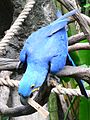 Hyacinth Macaw (Anodorhynchus hyacinthinus)