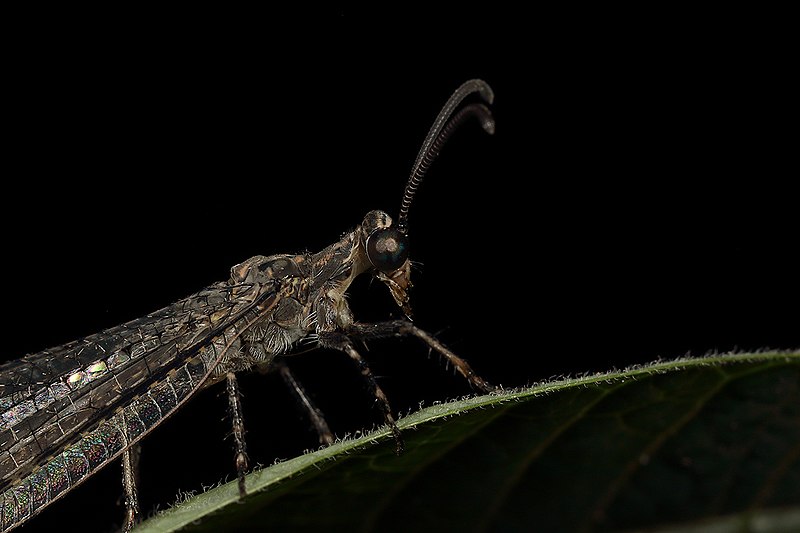 File:Ant Lion (33419619571).jpg