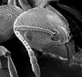 Der Kopf einer Ameise unter einem besonderen Mikroskop.
