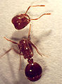 Ant decapitated by a parassitoid.jpg