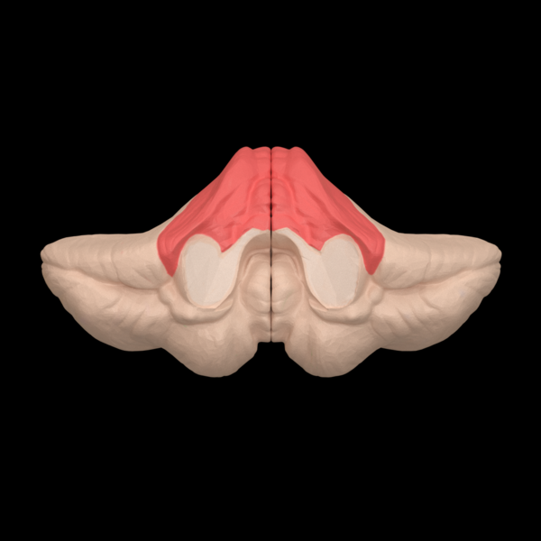 File:Anterior lobe of cerebellum --- 01.png