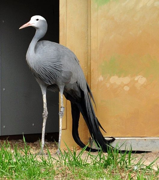 File:Anthropoides paradiseus -International Crane Foundation, Baraboo, Wisconsin, USA-8a.jpg