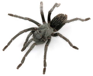 <i>Aphonopelma icenoglei</i> Species of spider