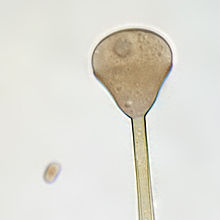 Apophysomyces variabilis.jpg 