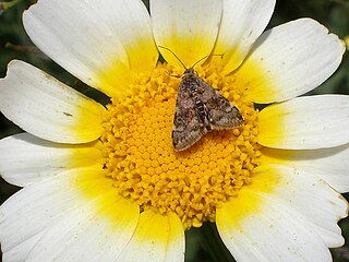 <i>Aporodes floralis</i> Species of moth
