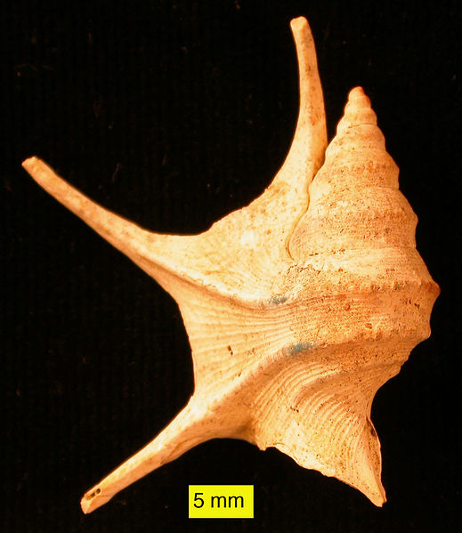 File:Aporrhais from Pliocene.jpg