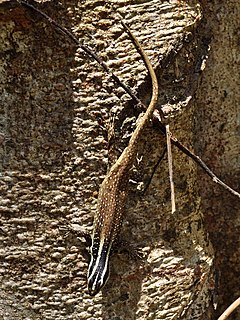 <i>Dasia vittata</i> Species of lizard