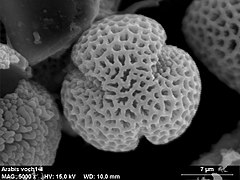 Tricolpaat pollen van Arabis