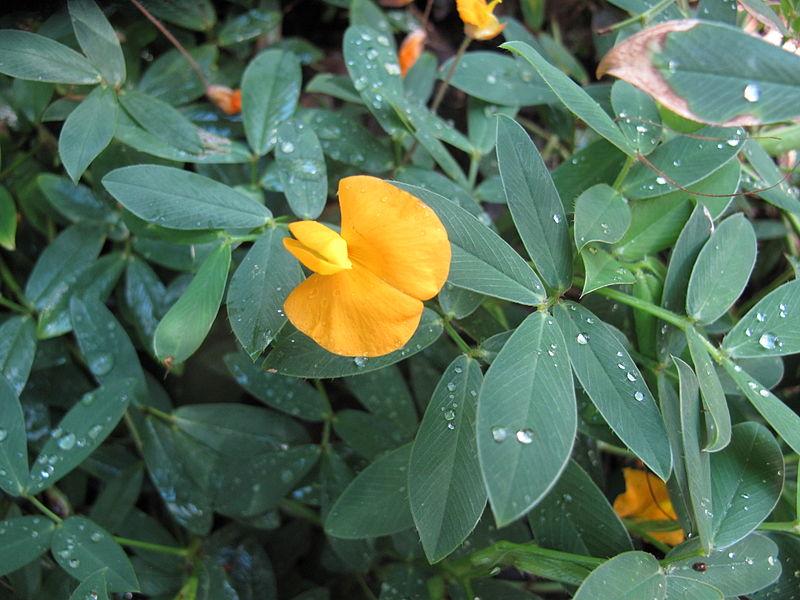 File:Arachis glabrata Townsville Queensland 1375.JPG