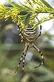 31 - Argiope bruennichi (Wasp spider) created, uploaded, and nominated by 池田正樹