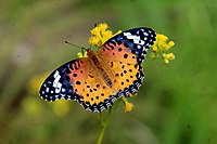 Female Argynnis hyperbius female.jpg