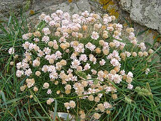 Grasnelken (Armeria) bilden ei