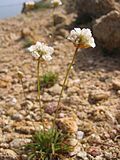 Miniatura per Armeria soleirolii