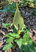 Gefleckter Aronstab (Arum maculatum) in Blüte