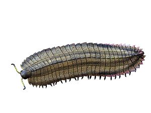 アースロプレウラ Arthropleura armata の復元図