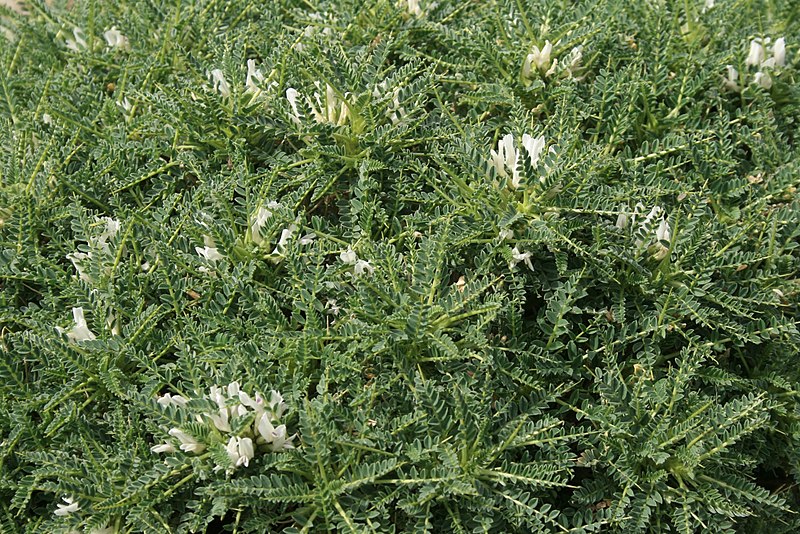 File:Astragalus-massiliensis-habitus.jpg