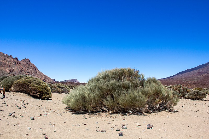 File:At Teide National Park 2019 018.jpg