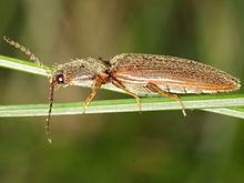 Athous subfuscus (Elateridae) (10052305295) .jpg