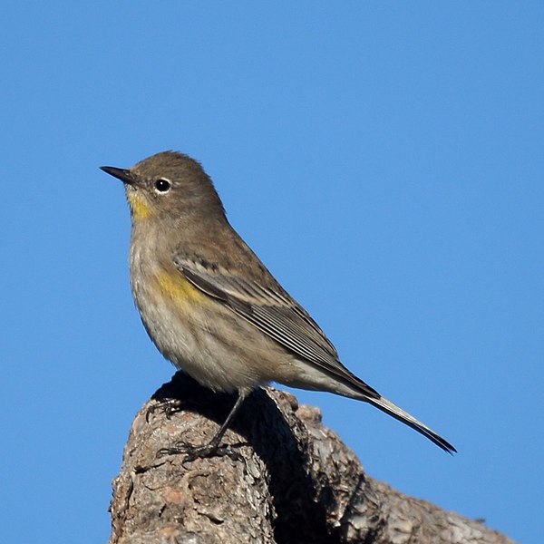 File:Audubon's Warbler, California (8083874349).jpg