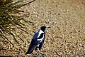 * Nomination: Australian magpie in South Australia --BRPever 03:47, 5 October 2021 (UTC) * * Review needed