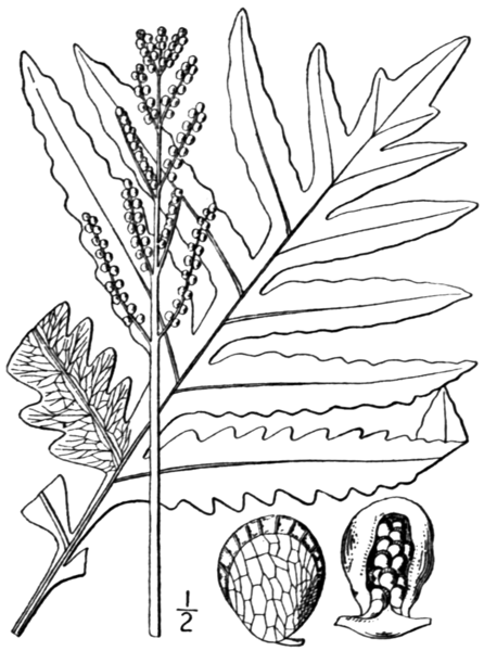 File:BB-0021 Onoclea sensibilis.png